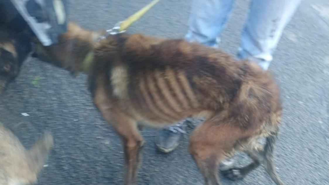 Malinois ni discount